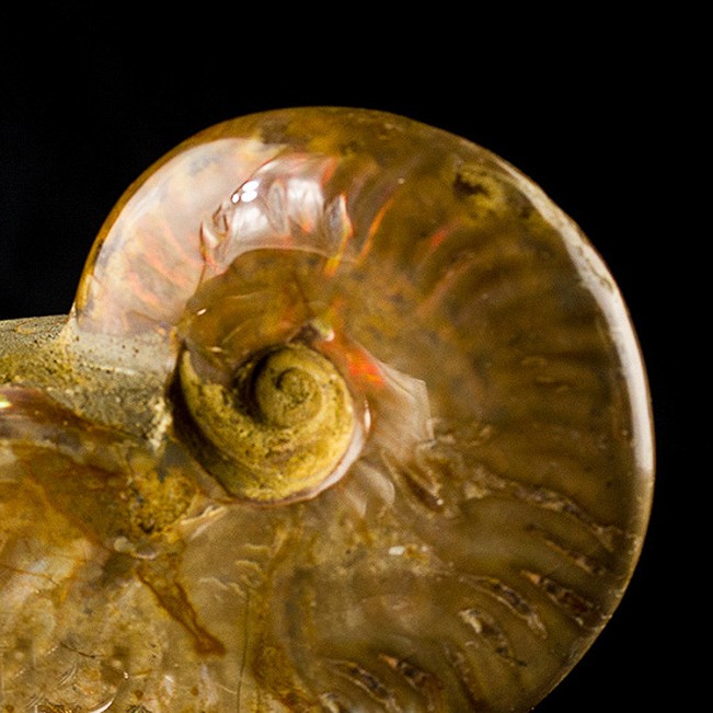 3.4" Polished Cherry Red Iridescent AMMONITE Fossil Madagascar for sale