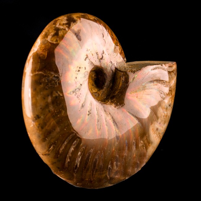 3.4" Polished Cherry Red Iridescent AMMONITE Fossil Madagascar for sale