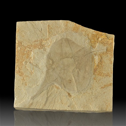 5.3" FOSSIL POPLAR LEAF Pristine Sharp Detail...