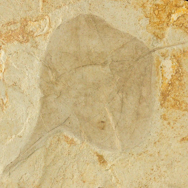 5.3" FOSSIL POPLAR LEAF Pristine Sharp Detailed 4.4" Leaf inMatrix Utah for sale