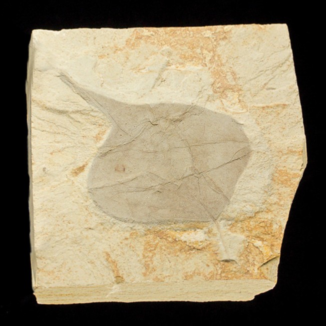 5.3" FOSSIL POPLAR LEAF Pristine Sharp Detailed 4.4" Leaf inMatrix Utah for sale