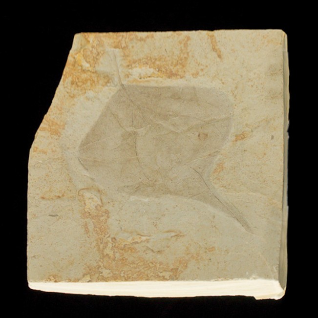 5.3" FOSSIL POPLAR LEAF Pristine Sharp Detailed 4.4" Leaf inMatrix Utah for sale