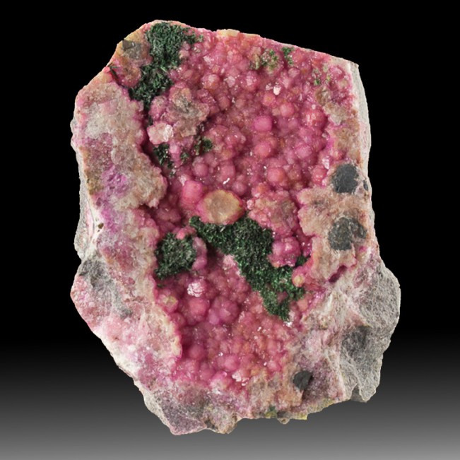 3.5" Shocking Pink COBALTOAN CALCITE w-Green MALACHITE Crystals Congo for sale