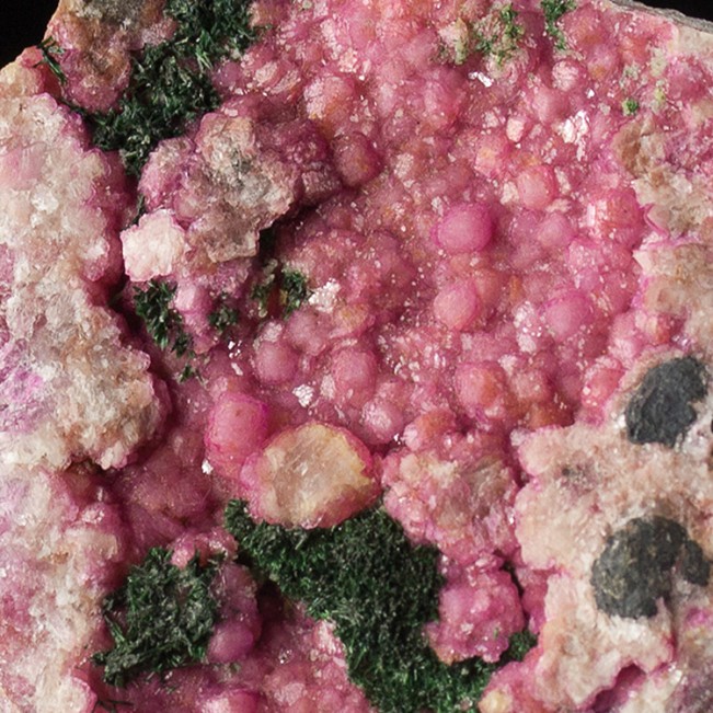 3.5" Shocking Pink COBALTOAN CALCITE w-Green MALACHITE Crystals Congo for sale