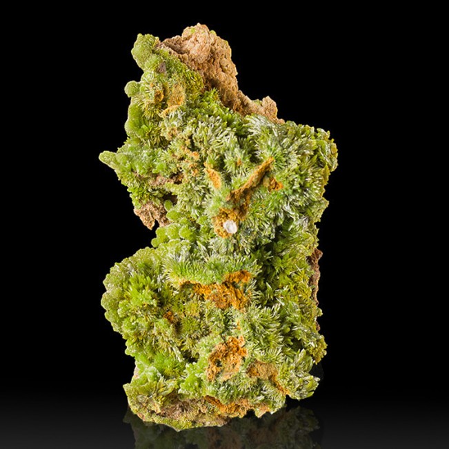 2.7" Grass Green Wet-Look Luster PYROMORPHITE Crystals on Matrix France for sale