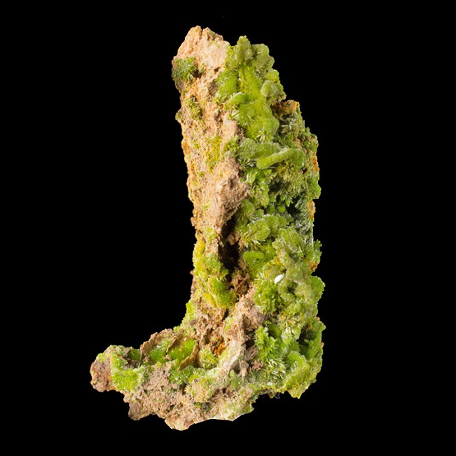 2.7" Grass Green Wet-Look Luster PYROMORPHITE Crystals on Matrix France for sale