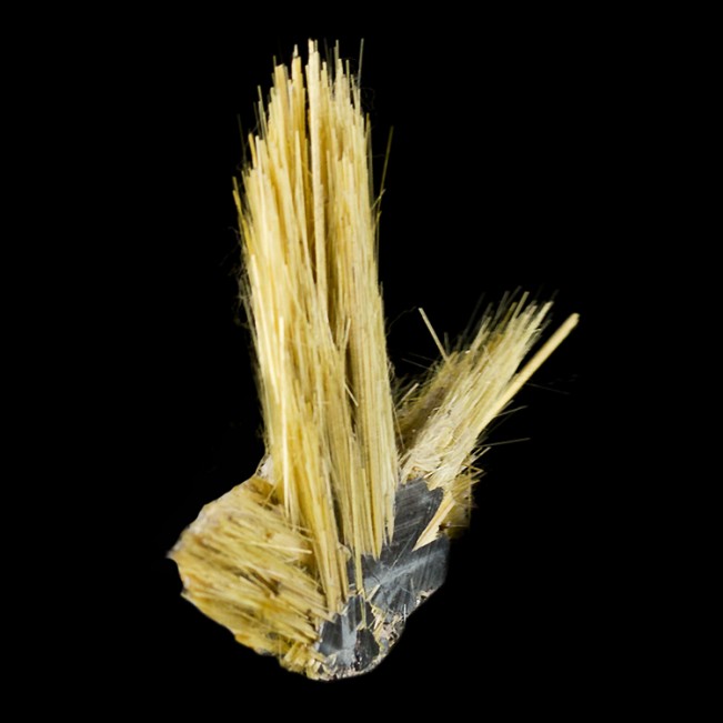 1.6" Golden Crystal Needles of RUTILE Growing from ShinyHEMATITE Brazil for sale