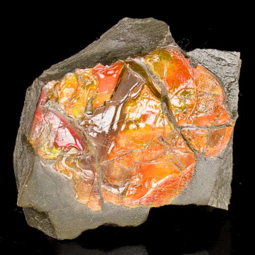 2.9" Fossil AMMOLITE Bright Flashy Neon Elect...