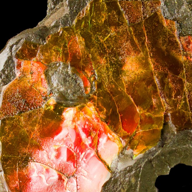 2.8" Psychedelic Red-Orange-Yellow-Green Iridescent AMMOLITE Alberta for sale
