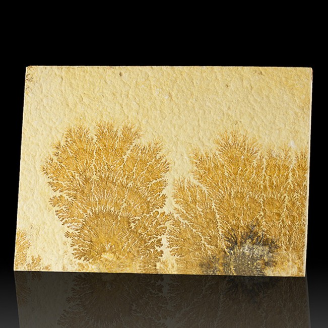 7.2" Complex Branching PSILOMELANE DENDRITES on Tan Limestone Germany for sale