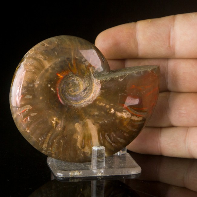 3.5" Fine Shimmering Iridescent RED AMMONITE Fossil Polished Madagascar for sale