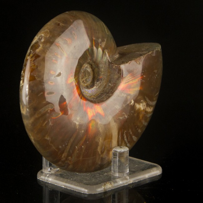 3.5" Fine Shimmering Iridescent RED AMMONITE Fossil Polished Madagascar for sale