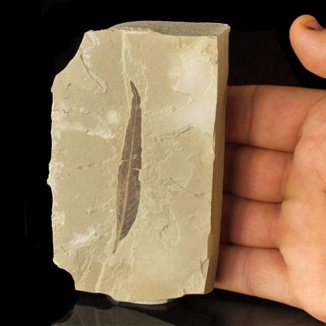 4.5" Dark Brown FOSSIL LEAF 48 Million Years Old Sharply Detailed Utah for sale