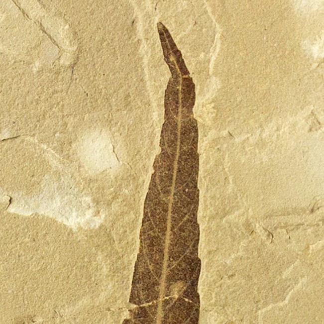 4.5" Dark Brown FOSSIL LEAF 48 Million Years Old Sharply Detailed Utah for sale