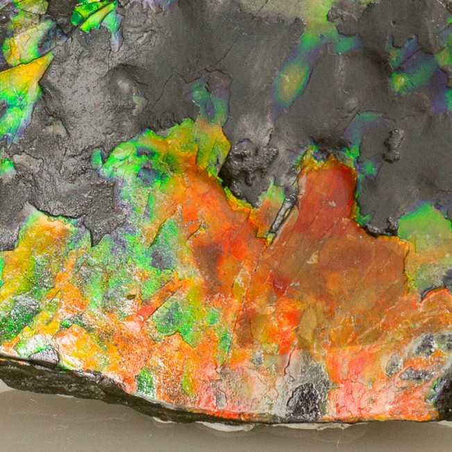 2.4" Red-Orange-Yellow-Green Iridescent Fossil AMMOLITE Ammonite Canada for sale