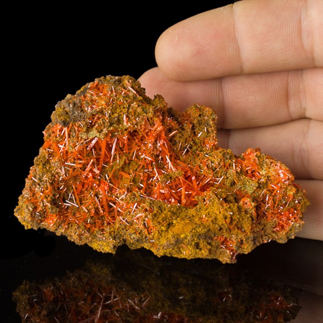 3.3" CROCOITE Terminated Lustrous Red Orange Crystals to10mm Tasmania for sale 