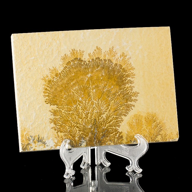 7" Chocolate Brown "Sea Fan" Psilomelane DENDRITE on Limestone Germany for sale