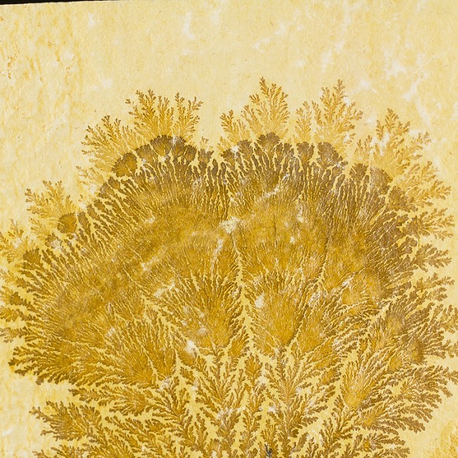 7" Chocolate Brown "Sea Fan" Psilomelane DENDRITE on Limestone Germany for sale