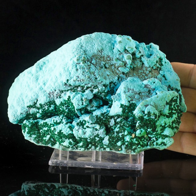 6.4" Turquoise Botryoidal CHRYSOCOLLA w-Green MALACHITE Crystals Congo for sale