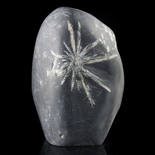 3.5" CHRYSANTHEMUM STONE White Andalucite Flo...