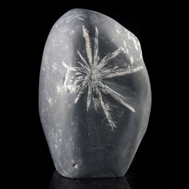 3.5" CHRYSANTHEMUM STONE White Andalucite Flower +Black Limestone China for sale