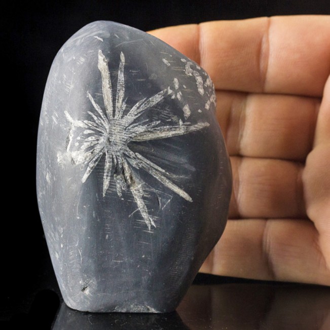 3.5" CHRYSANTHEMUM STONE White Andalucite Flower +Black Limestone China for sale