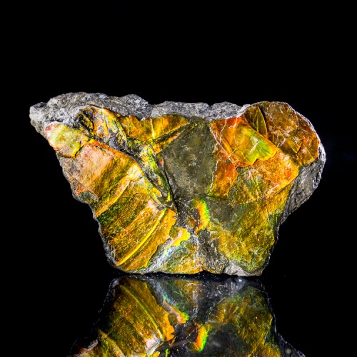 2.6" Shimmering Neon Red Orange Green Fossil ...