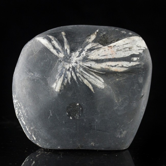 2.8" Sharp White Andalucite Flower on Black CHRYSANTHEMUM STONE China for sale