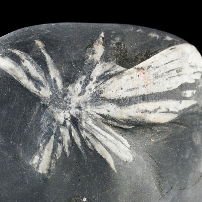 2.8" Sharp White Andalucite Flower on Black CHRYSANTHEMUM STONE China for sale