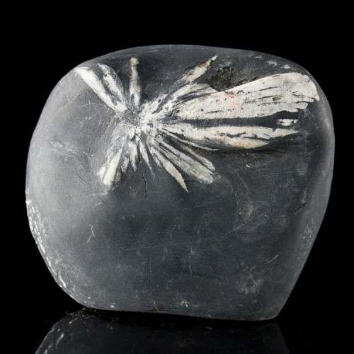 2.8" Sharp White on Black CHRYSANTHEMUM STONE...