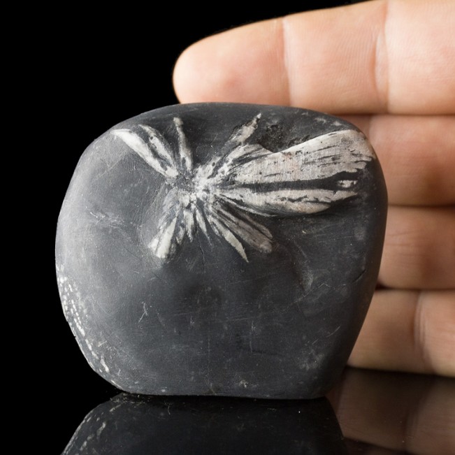 2.8" Sharp White on Black CHRYSANTHEMUM STONE Andalucite Flower China for sale