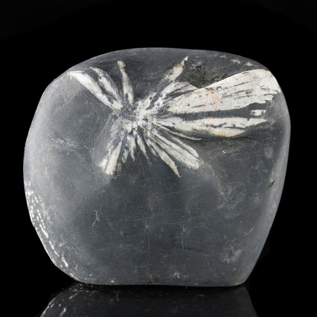 2.8" Sharp White on Black CHRYSANTHEMUM STONE Andalucite Flower China for sale