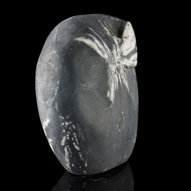 2.8" Sharp White on Black CHRYSANTHEMUM STONE Andalucite Flower China for sale