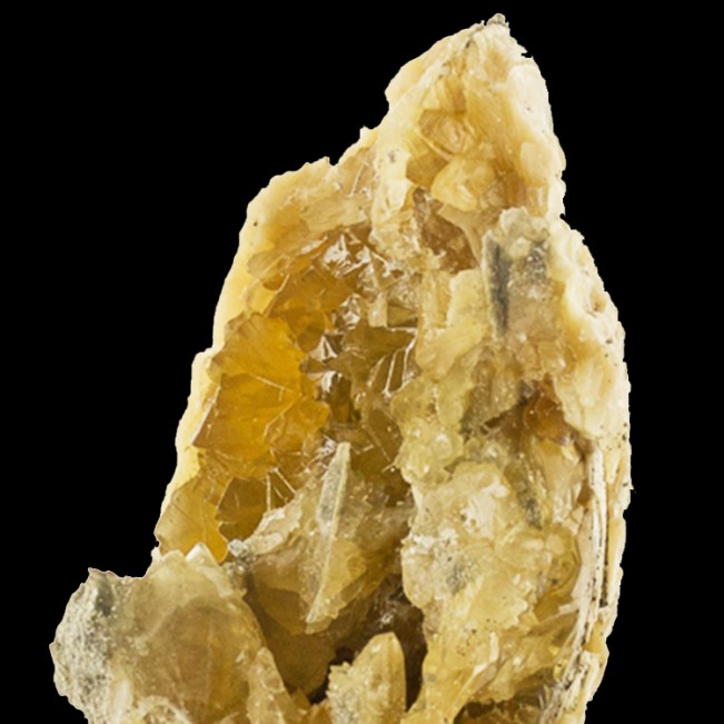 3.8" Golden CALCITE Crystals Inside Pleistocene FOSSILIZED CLAM Florida for sale
