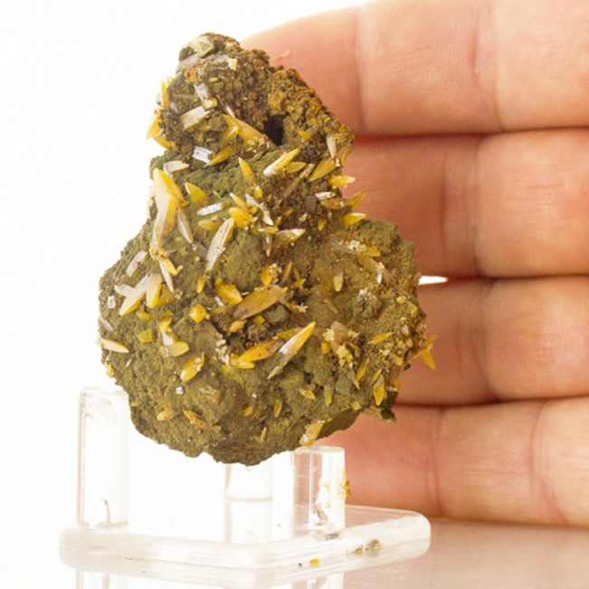 2.6" Sharp Yellow WULFENITE Crystals w-Green MIMETITE on Matrix Mexico for sale