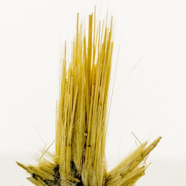 2.1" Golden Crystal Needles of RUTILE Growing from ShinyHEMATITE Brazil for sale
