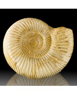 4.4" Creamy Tan Coiled AMMONITE Fossil 100 Mi...