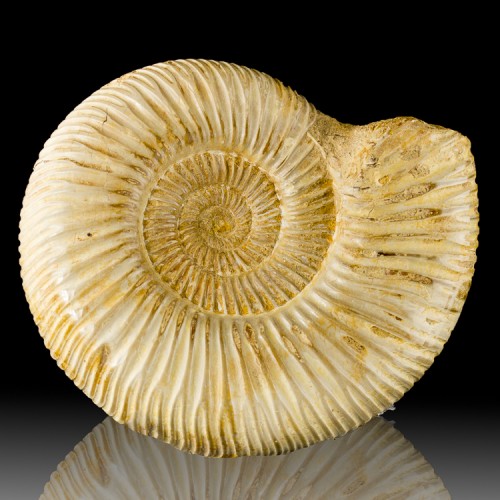 4.4" Creamy Tan Coiled AMMONITE Fossil 100 Mi...