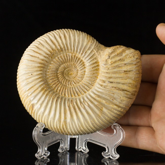 4.4" Creamy Tan Coiled AMMONITE Fossil 100 Million Years Old Madagascar for sale
