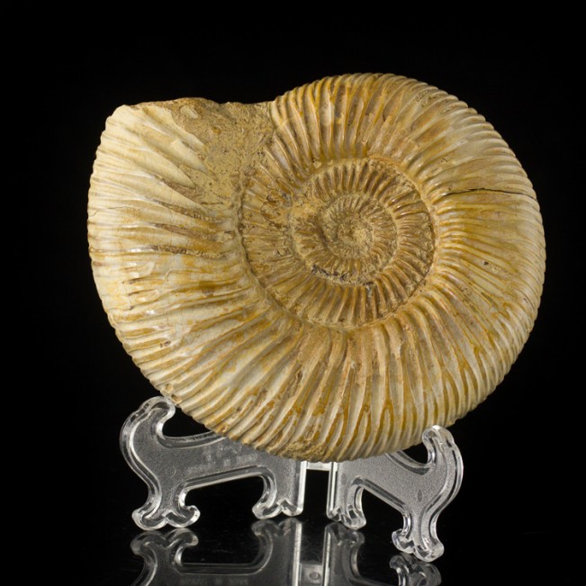 4.4" Creamy Tan Coiled AMMONITE Fossil 100 Million Years Old Madagascar for sale
