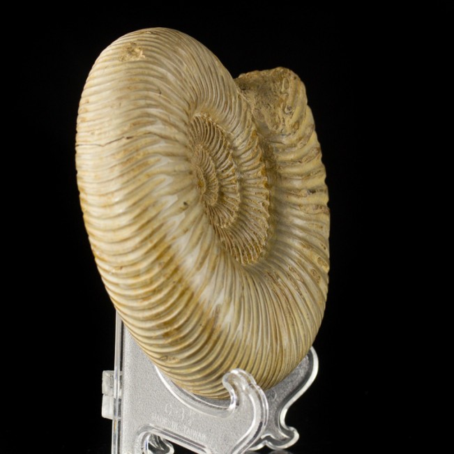 4.4" Creamy Tan Coiled AMMONITE Fossil 100 Million Years Old Madagascar for sale
