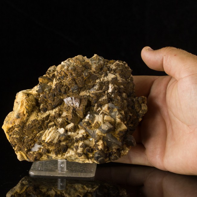 5.7" Brown SIDERITE Crystals with Smoky Quartz +Magnetite New Hampshire for sale