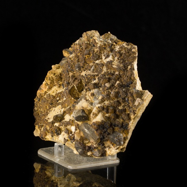 5.7" Brown SIDERITE Crystals with Smoky Quartz +Magnetite New Hampshire for sale