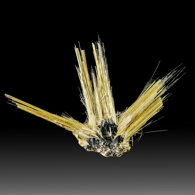 1.9" Golden Crystal Needles of RUTILE Growing from ShinyHEMATITE Brazil for sale