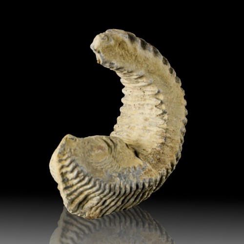 3.1" FOSSIL COCKSCOMB OYSTER Well Preserved C...