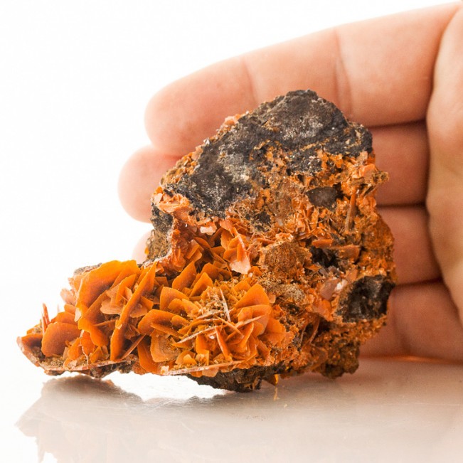 3.7" WULFENITE Reddish Orange Bladed Crystals to 1" Jianshan Mine China for sale