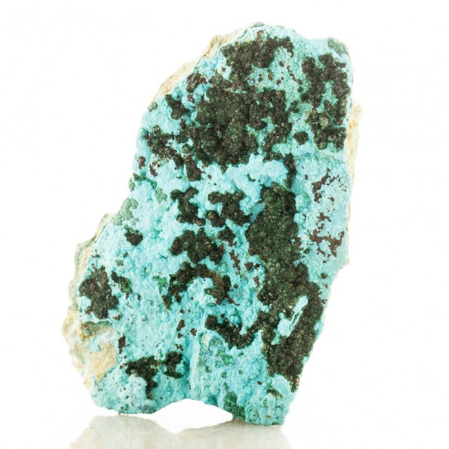 2.5" Turquoise Botryoidal CHRYSOCOLLA w-Green MALACHITE Crystals Congo for sale