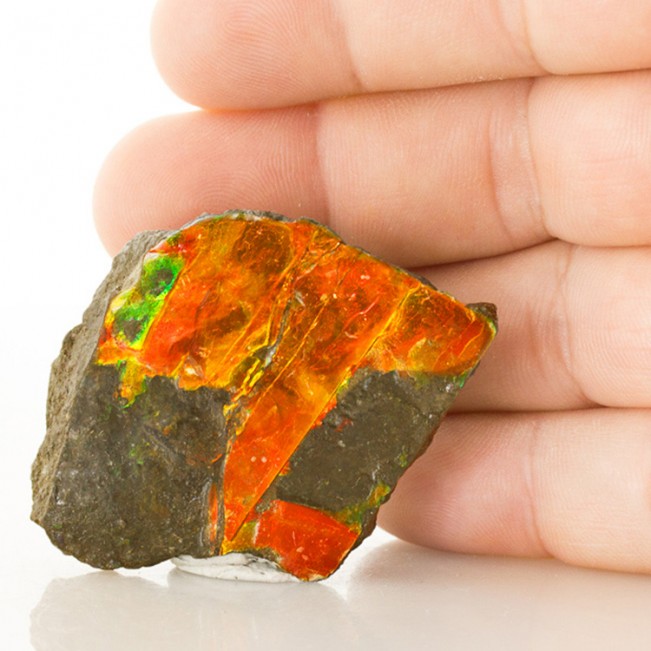 2.4" Orange-Red+Green Iridescent GEM AMMOLITE (Ammonite) Fossil Canada for sale