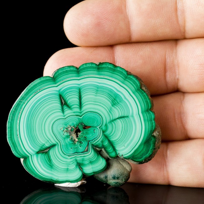 2.3" Bulls Eye MALACHITE SLICE Light & Dark Green Bands Polished Congo for sale