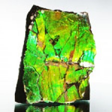 Ammolite